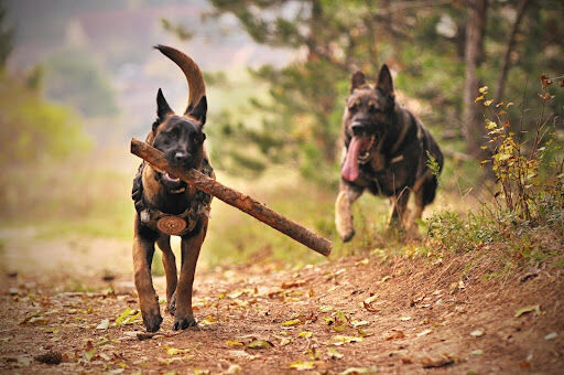 13 Best Dogs That Could Fit Into Your Life